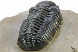 Phacopid (Austerops) Trilobite - Foum Zguid, Morocco #233254-3